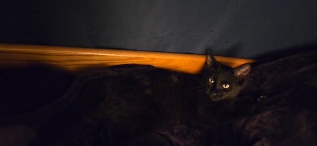 Enlarge Molokai, a Adoptable Domestic Short Hair in Tustin, CA image 4/4