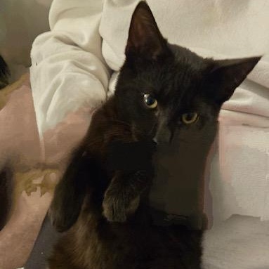 Enlarge Molokai, a Adoptable Domestic Short Hair in Tustin, CA image 1/4