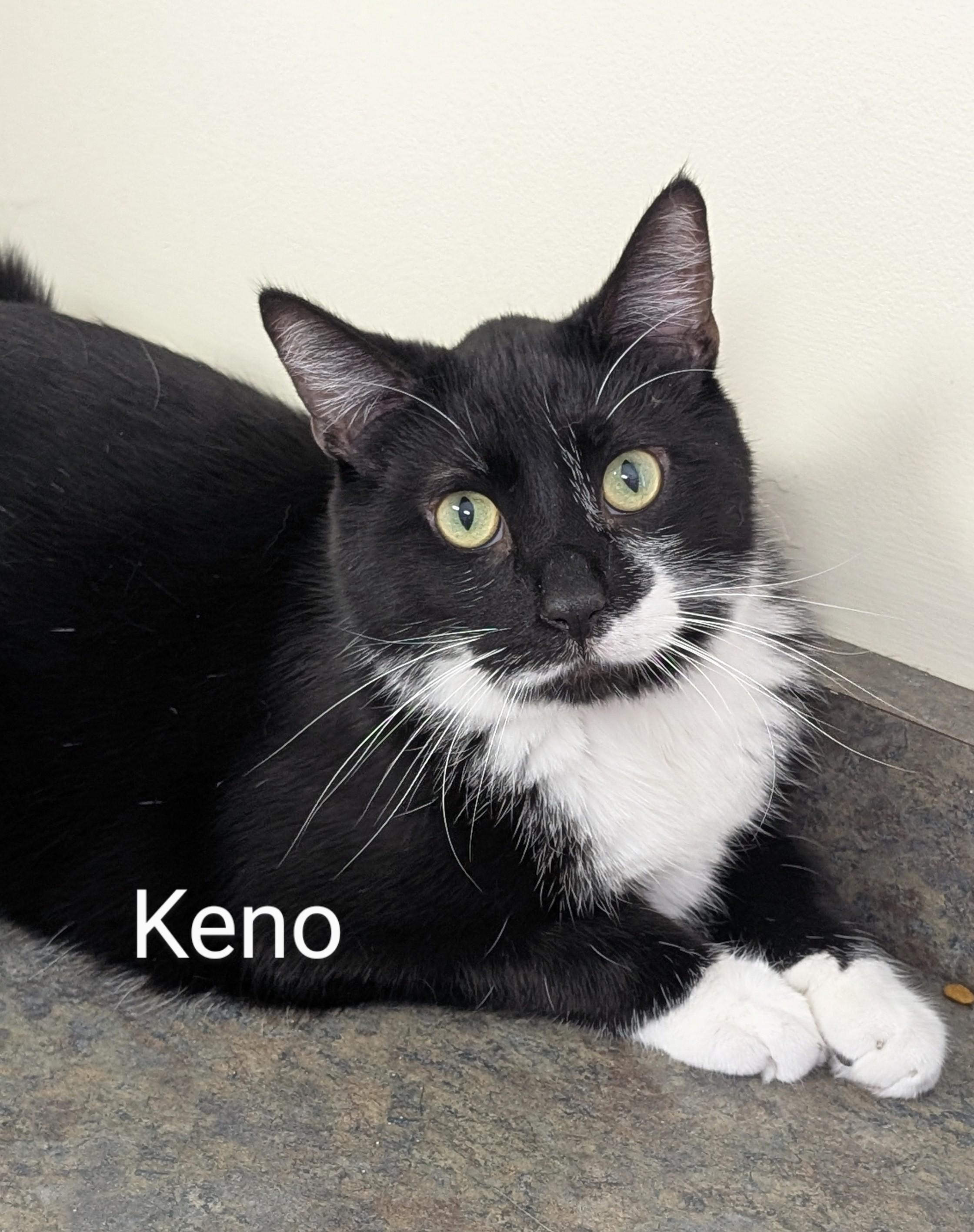 Keno, Adoptable, Young Male Domestic Short Hair.