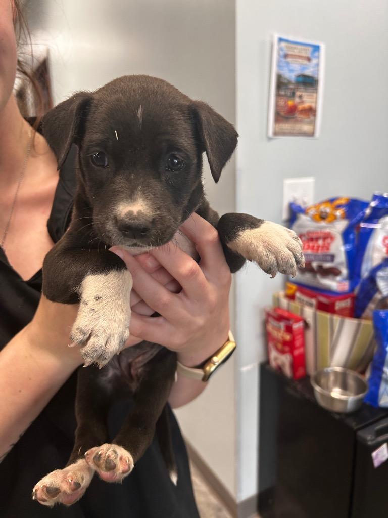 Enlarge Ester, a Adoptable Pit Bull Terrier in Gautier, MS image 1/1