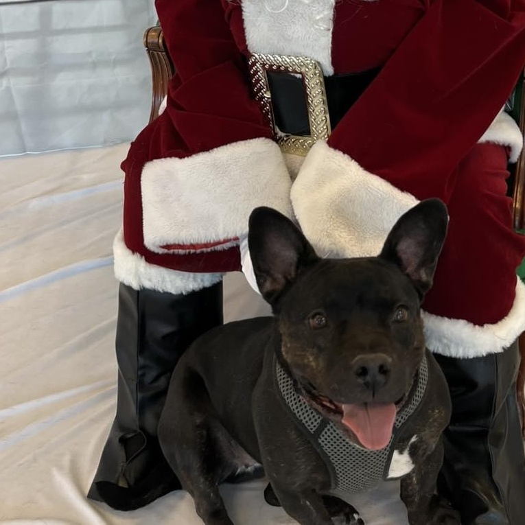 Mocha, Adoptable, Adult Female French Bulldog & American Staffordshire Terrier.
