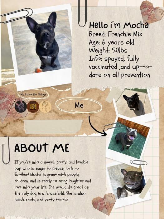 Enlarge Mocha, a Adoptable mixed breed in Yukon, OK image 5/6