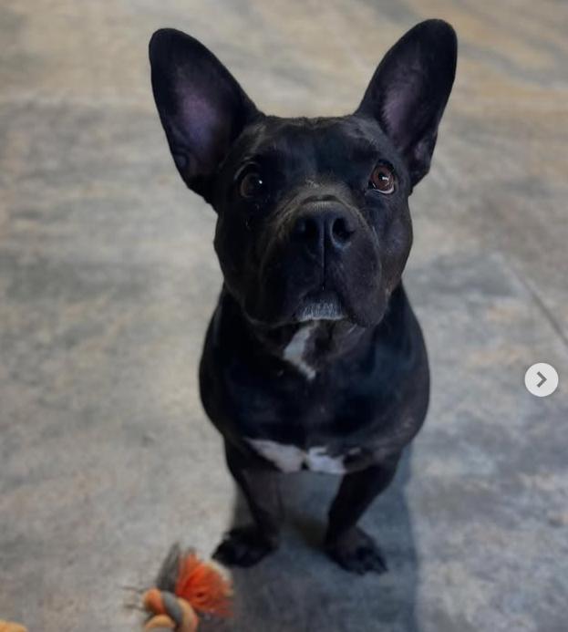 Enlarge Mocha, a Adoptable mixed breed in Yukon, OK image 3/6