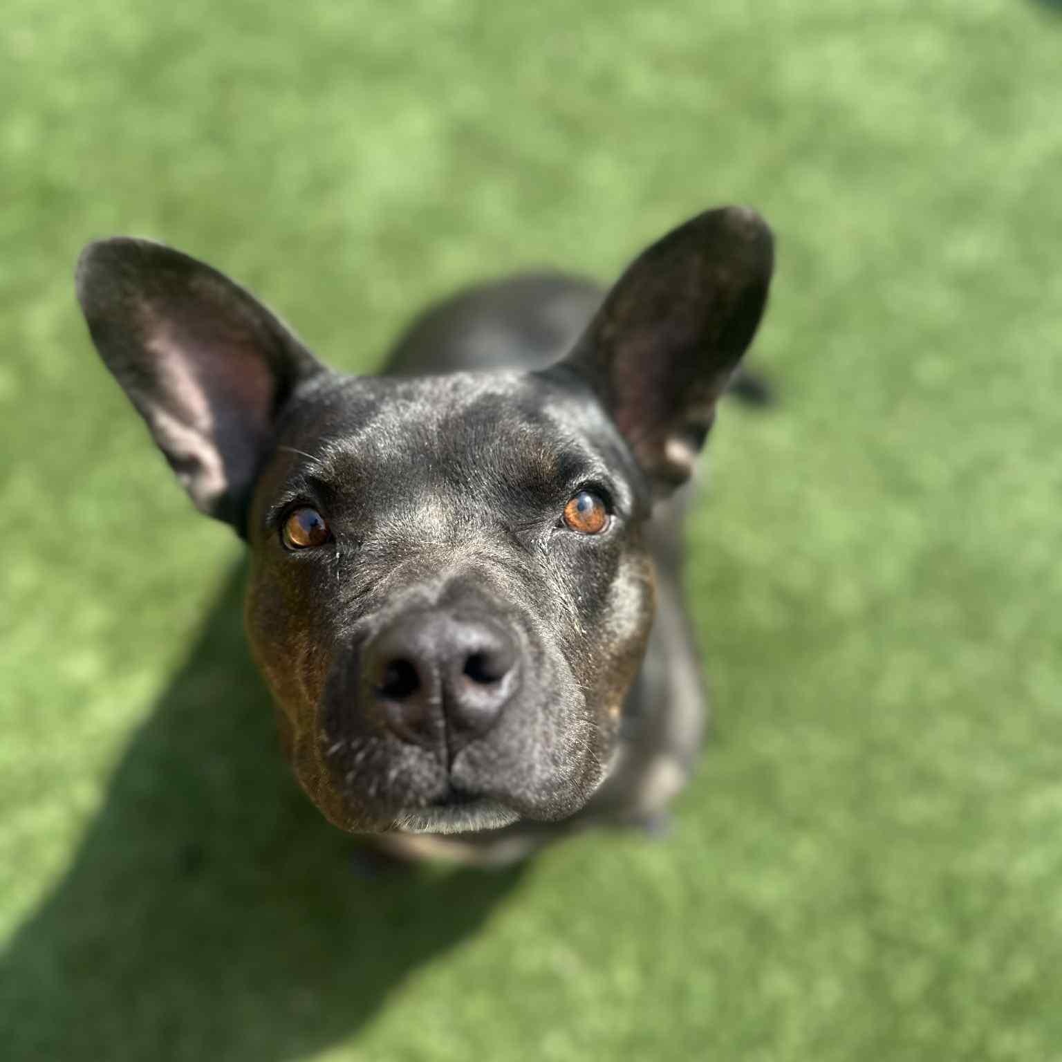 Mocha, a Adoptable mixed breed in Yukon, OK image 4/5