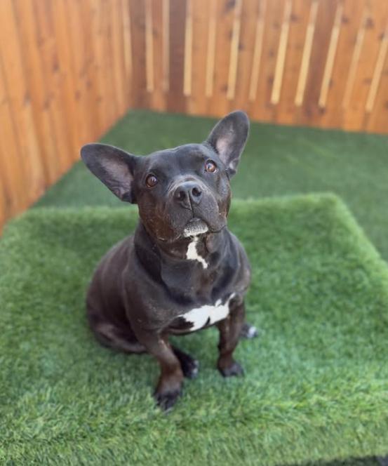 Enlarge Mocha, a Adoptable mixed breed in Yukon, OK image 6/6