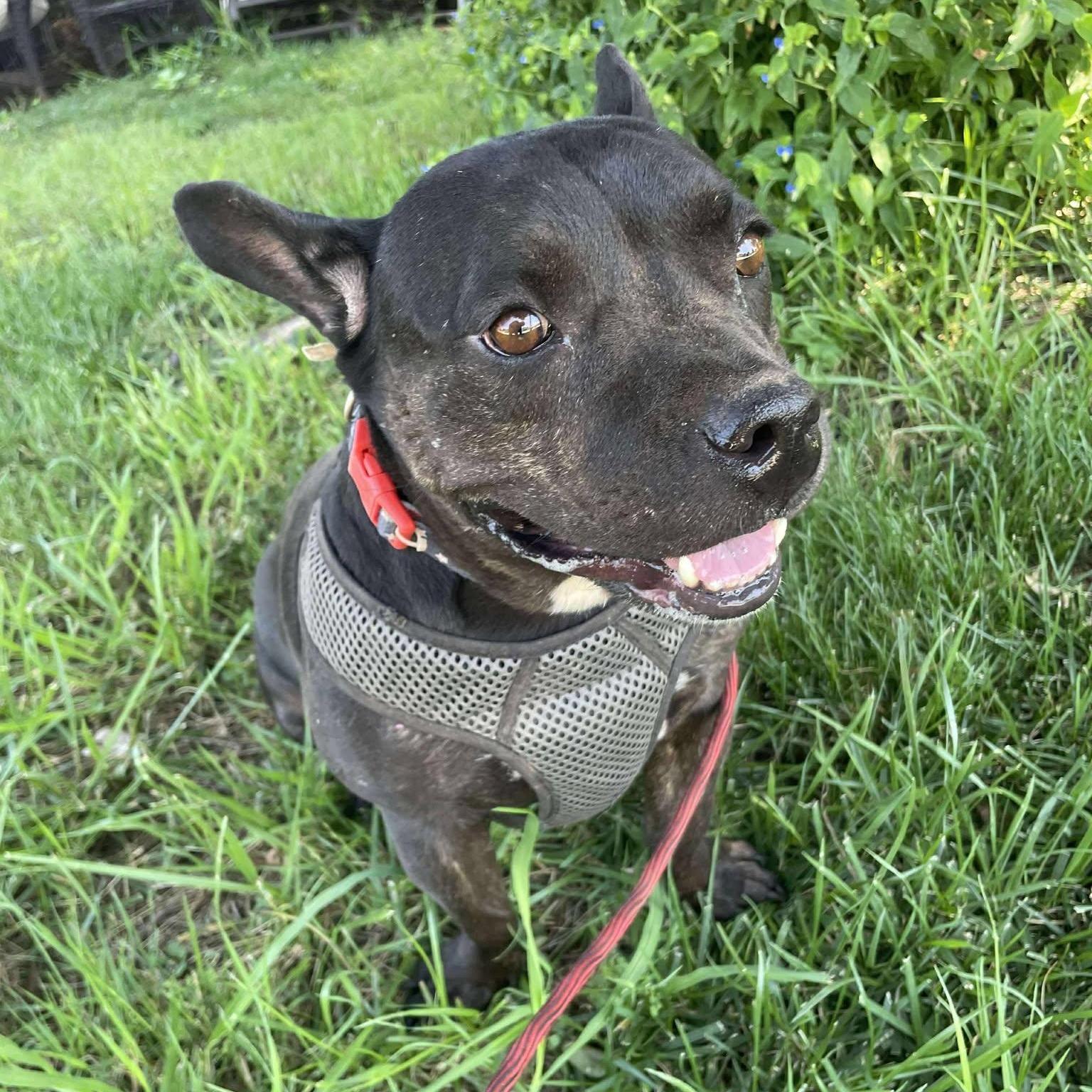 Mocha, Adoptable, Adult Female French Bulldog & American Staffordshire Terrier.