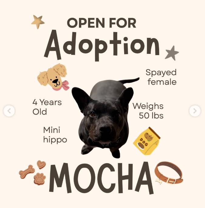 Enlarge Mocha, a Adoptable mixed breed in Yukon, OK image 2/6