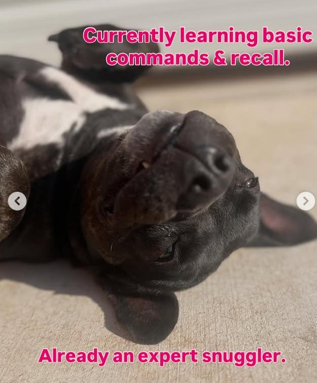 Enlarge Mocha, a Adoptable mixed breed in Yukon, OK image 4/6