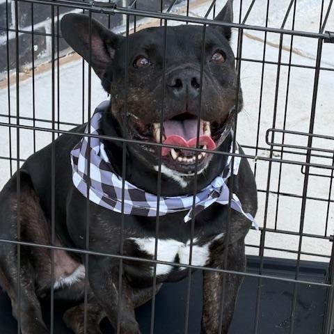 Mocha, a Adoptable mixed breed in Yukon, OK image 2/5