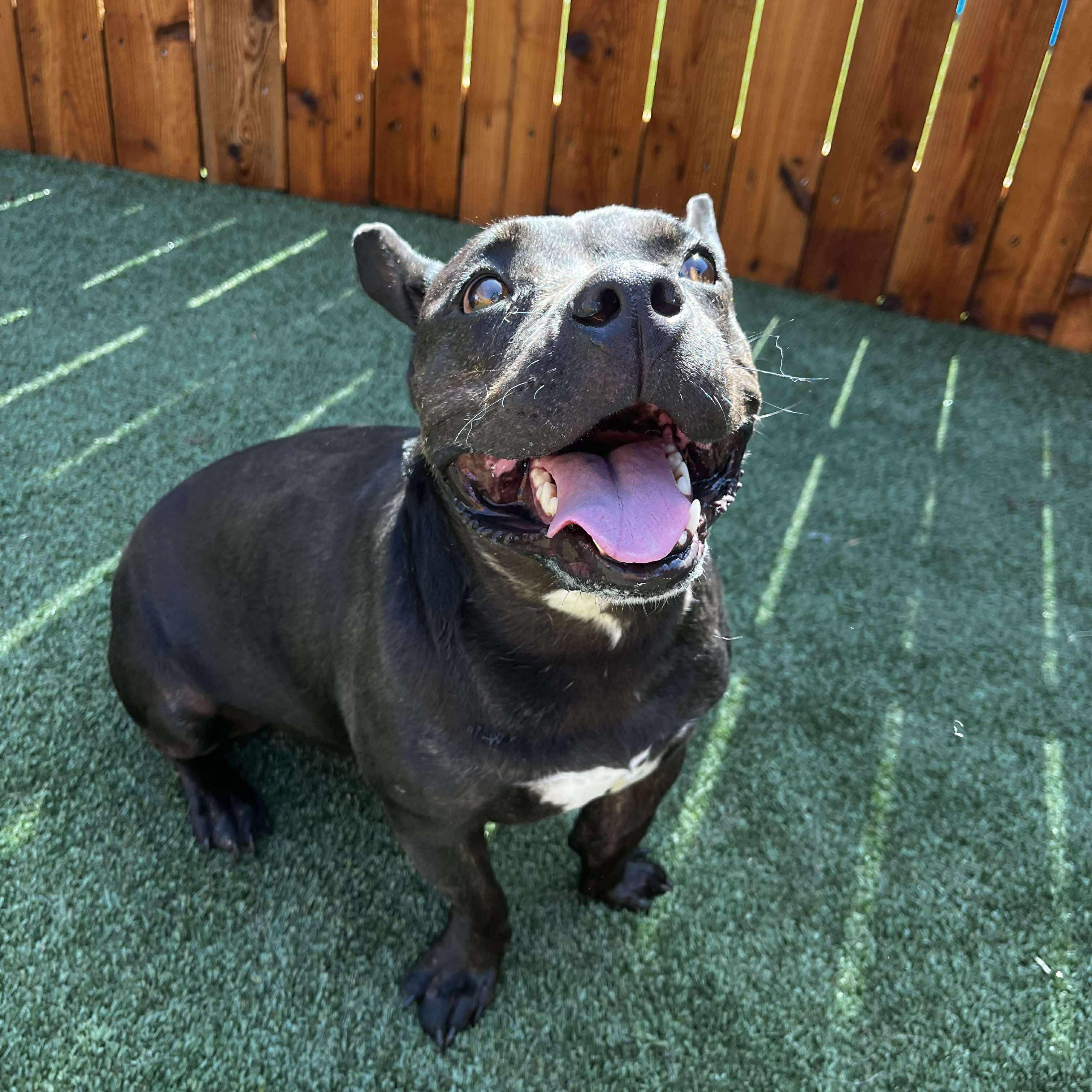 Mocha, a Adoptable mixed breed in Yukon, OK image 5/5