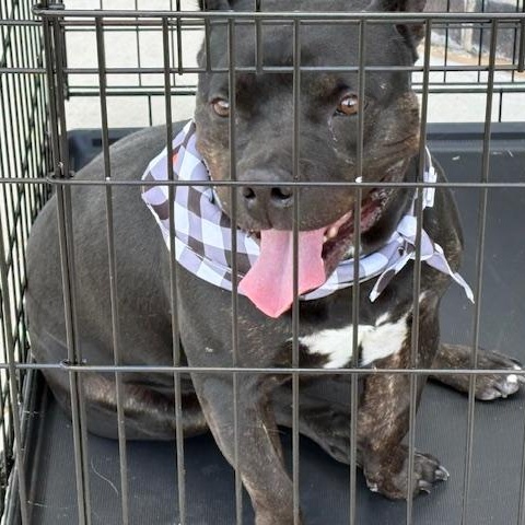 Mocha, a Adoptable mixed breed in Yukon, OK image 3/5