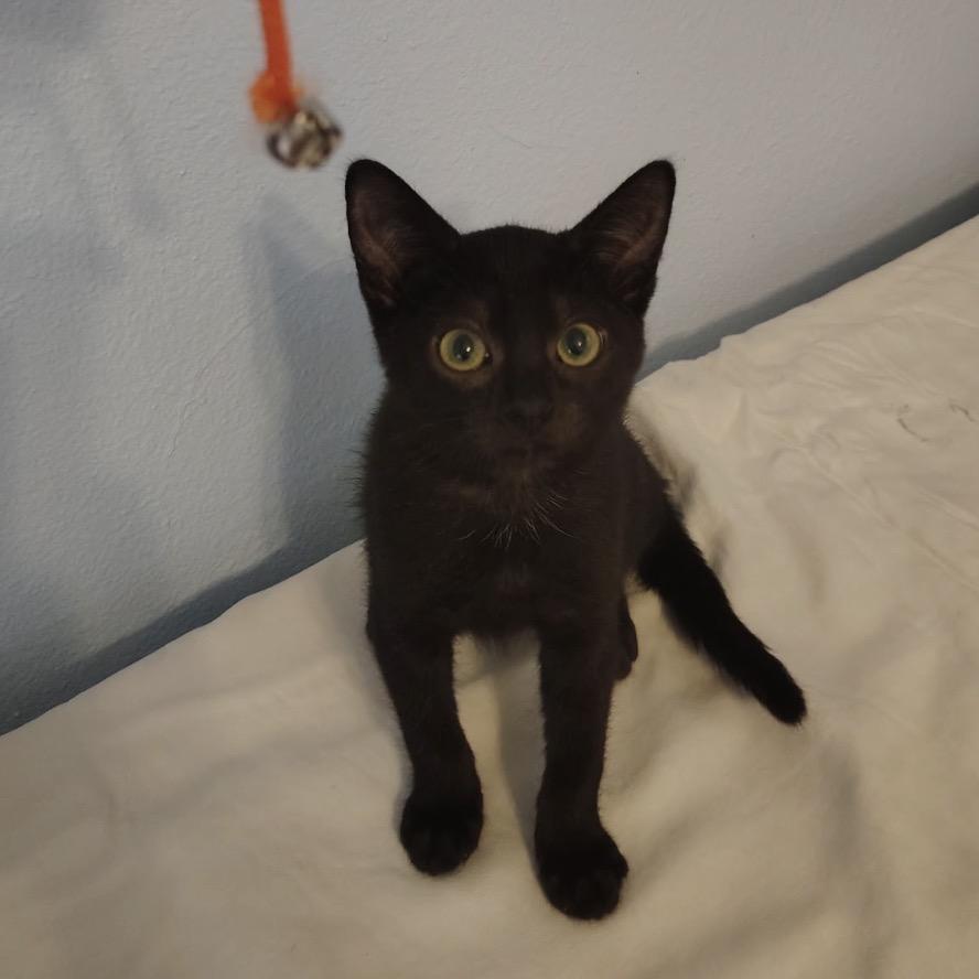 Xianna, Adoptable, Kitten Female Domestic Short Hair.