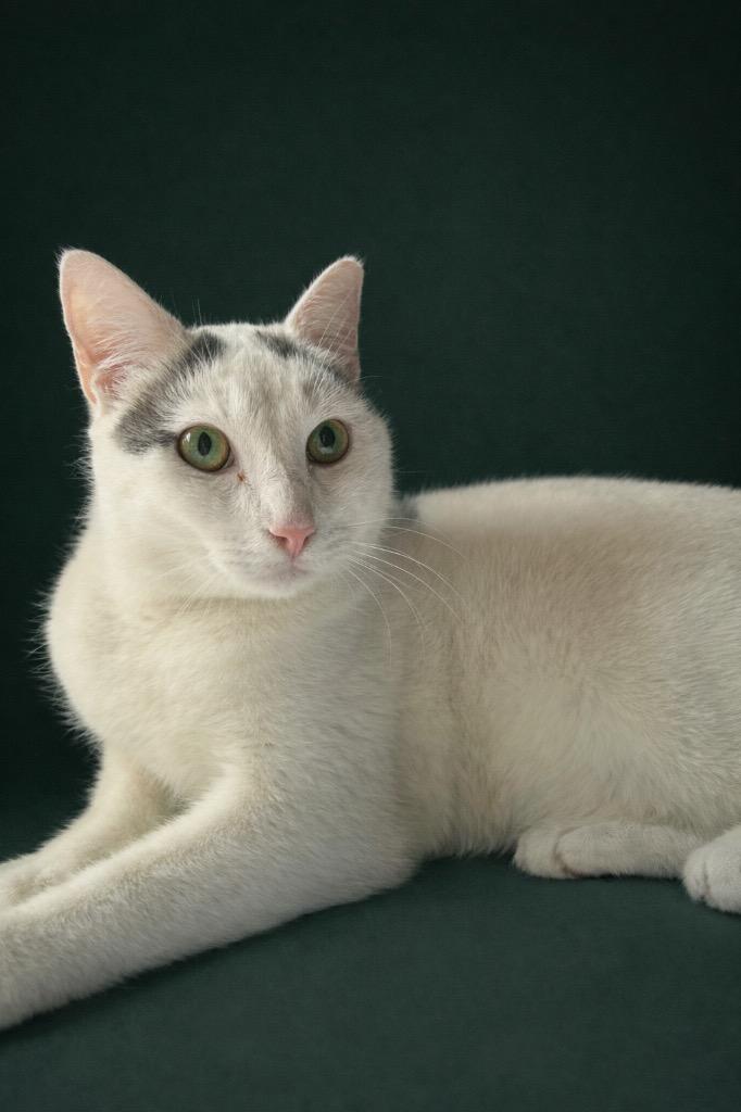 Enlarge Levy, a Adoptable mixed breed in Hardeeville, SC image 1/1