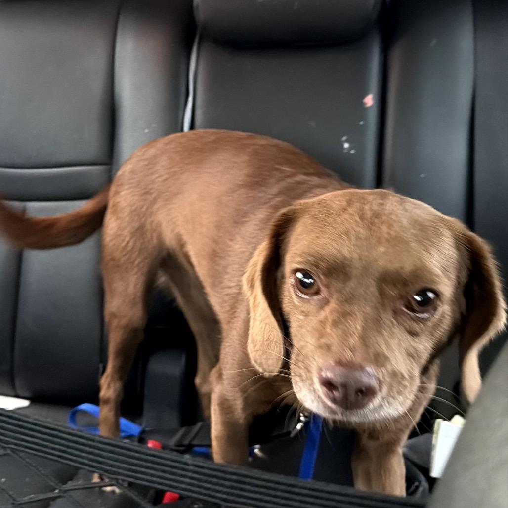 Rosie C-34356, Adoptable, Adult Female Beagle & Mixed Breed.