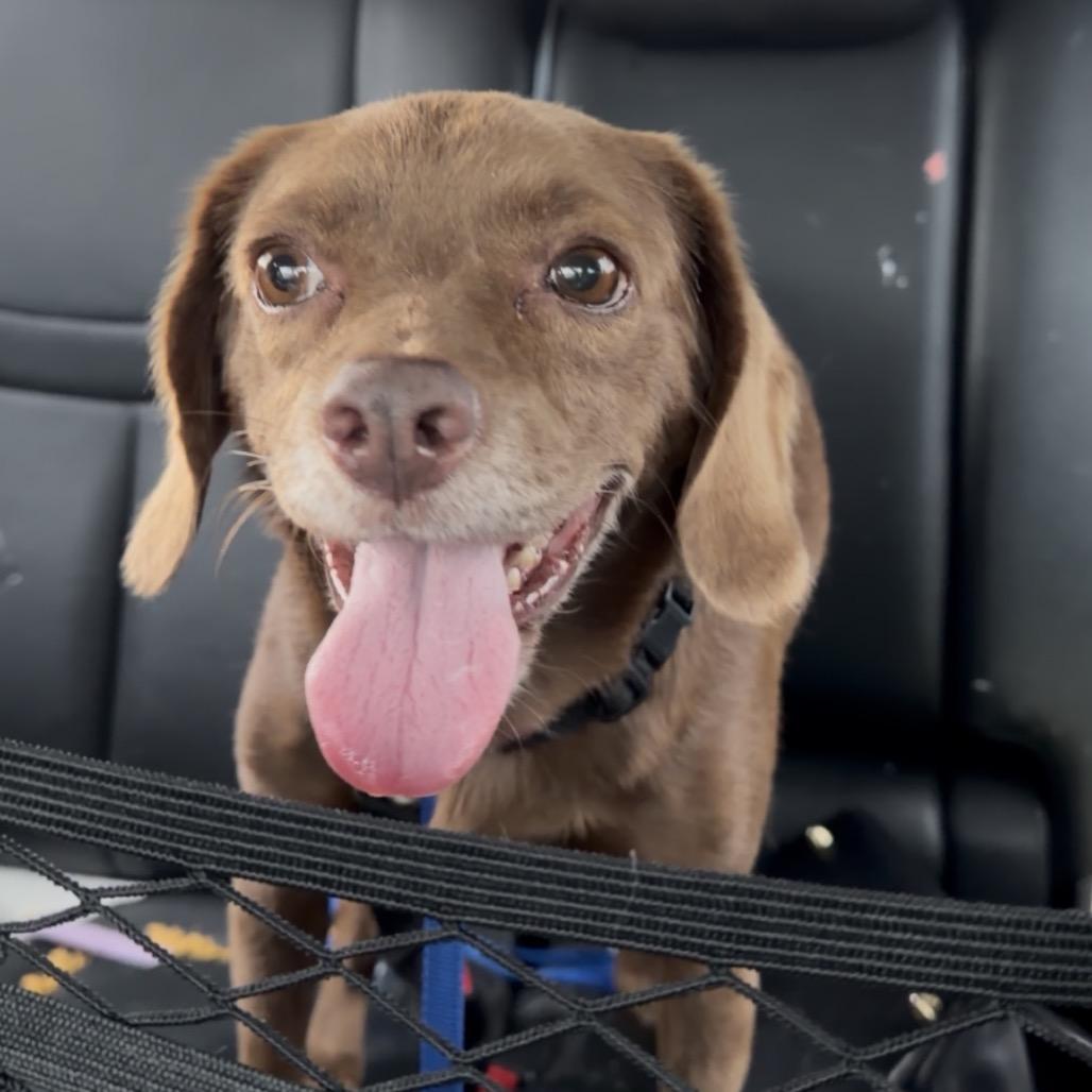 Rosie C-34356, a Adoptable mixed breed in Oklahoma City, OK image 3/3