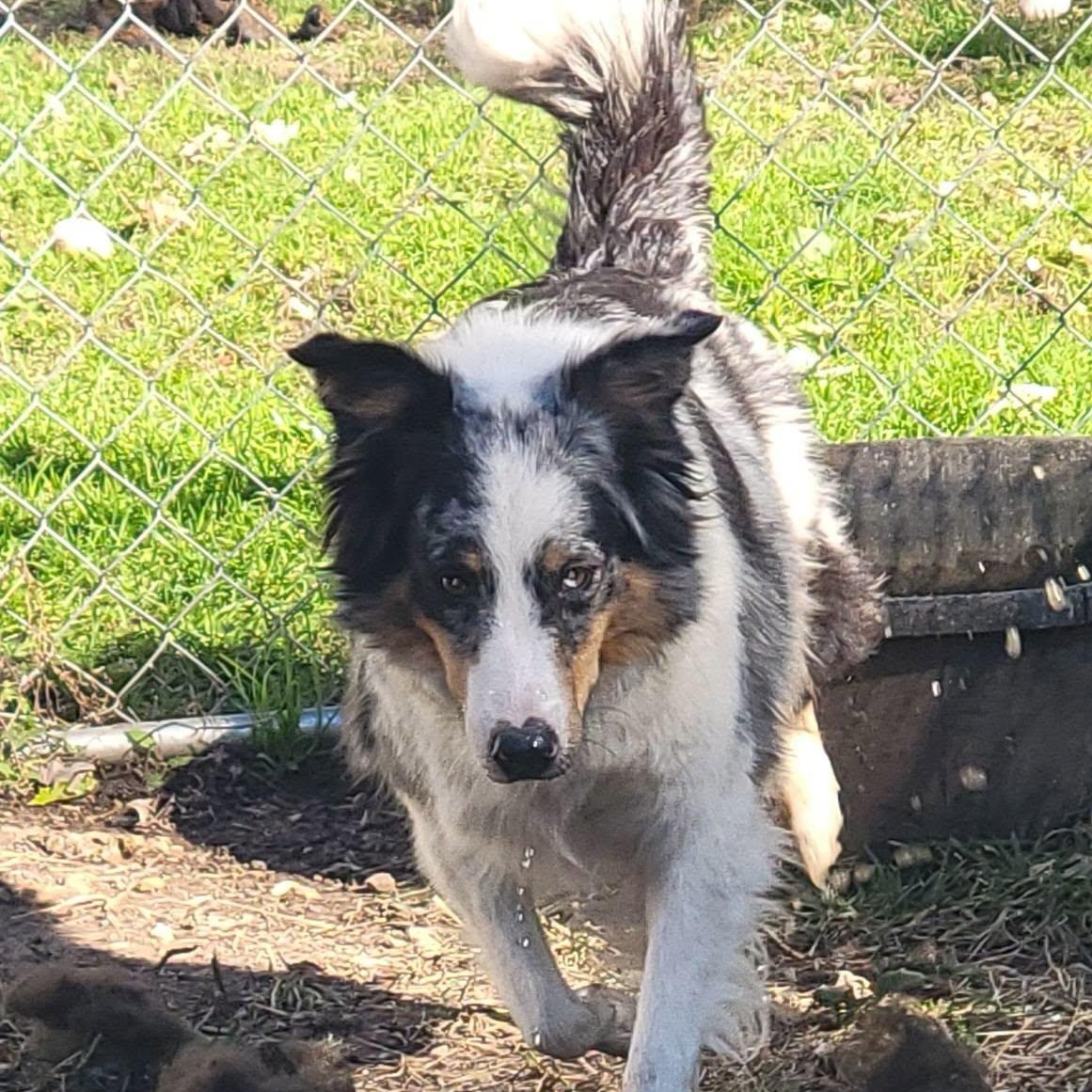 Costa, Adoptable, Adult Female Australian Shepherd.