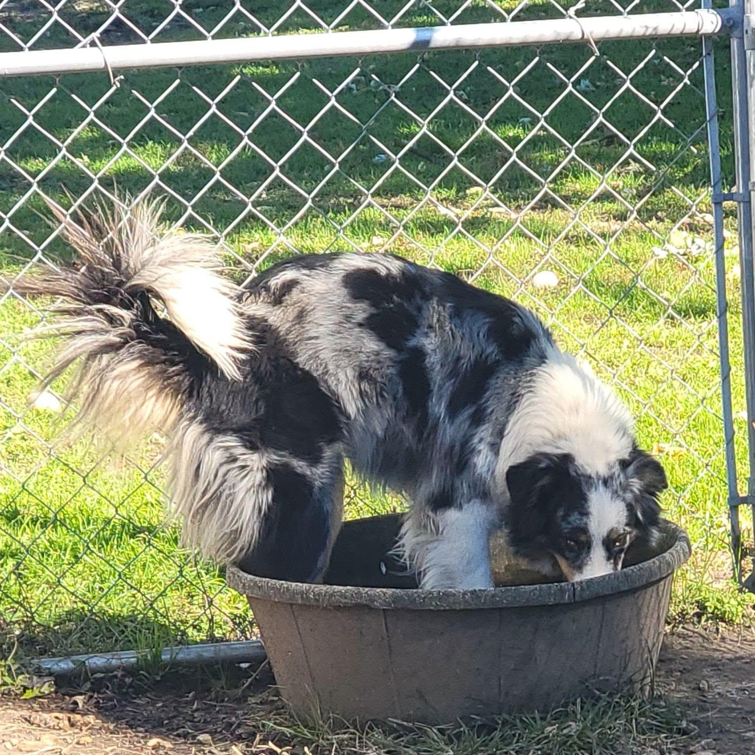 Enlarge Costa, a Adoptable Australian Shepherd in Richland Center, WI image 2/2
