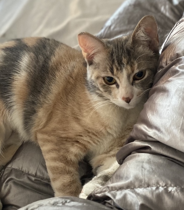 Baby, Adopted, Young Female Calico.