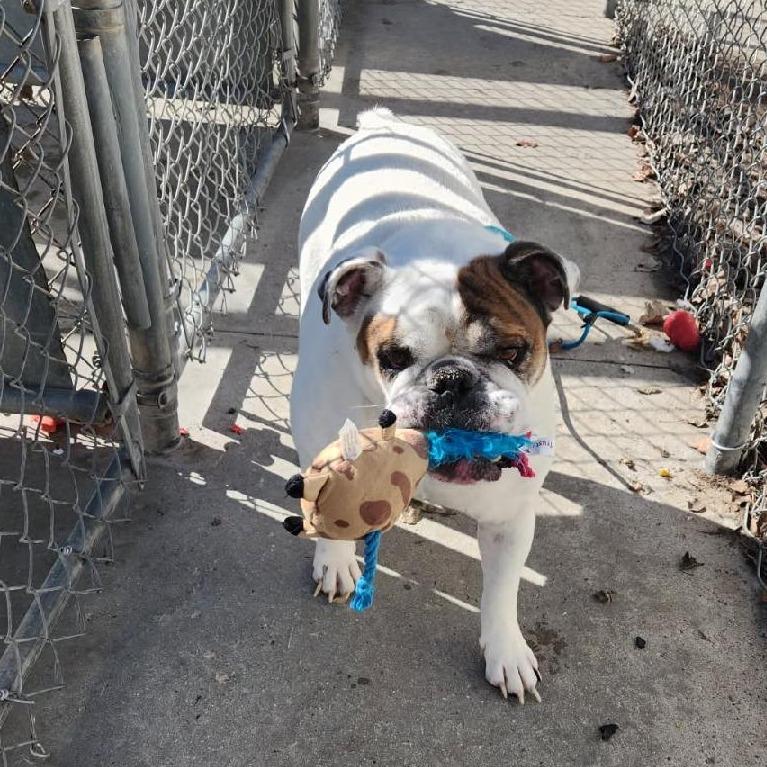 Enlarge Bobo 26-053, a Adoptable English Bulldog in Tawas City, MI image 1/1