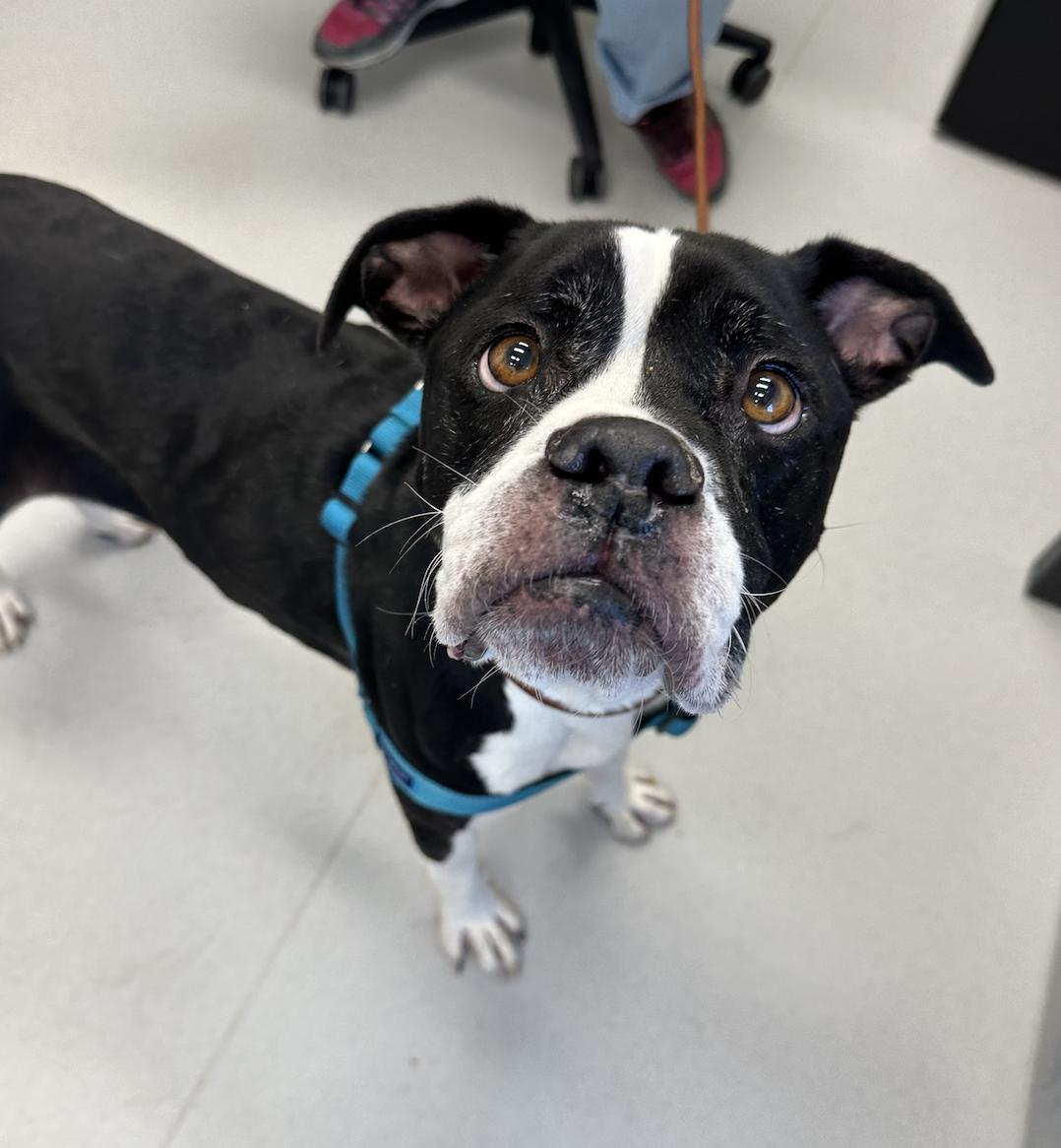 Hank, Adopted, Senior Male Boxer.