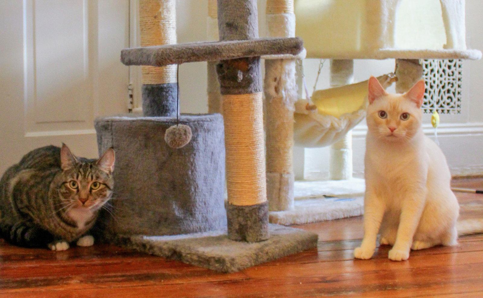 Enlarge Marshmallow (Team S'mores), a Adoptable Siamese in Reston, VA image 3/3