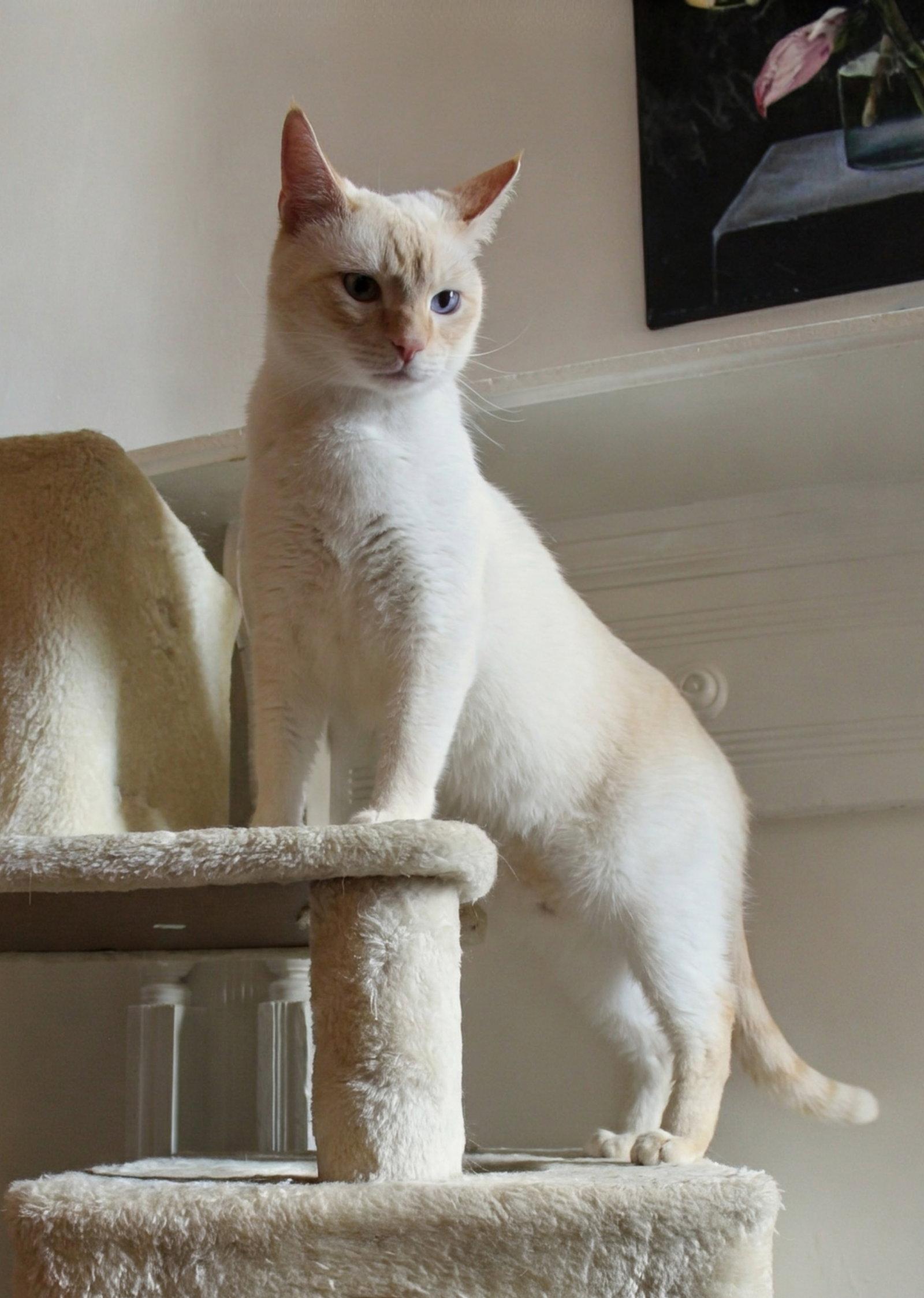Enlarge Marshmallow (Team S'mores), a Adoptable Siamese in Reston, VA image 2/3