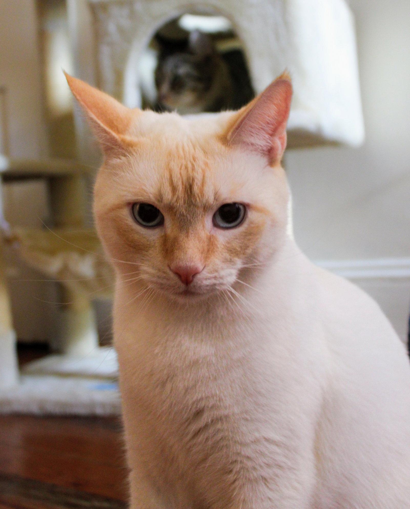 Marshmallow (Team S'mores), Adoptable, Young Male Siamese.