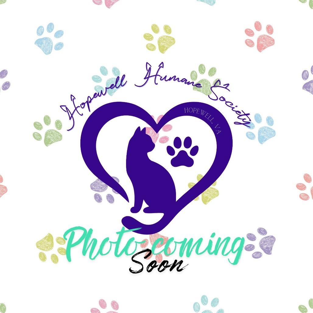 Enlarge Hotrod, a Adoptable Domestic Short Hair in Hopewell, VA image 1/1