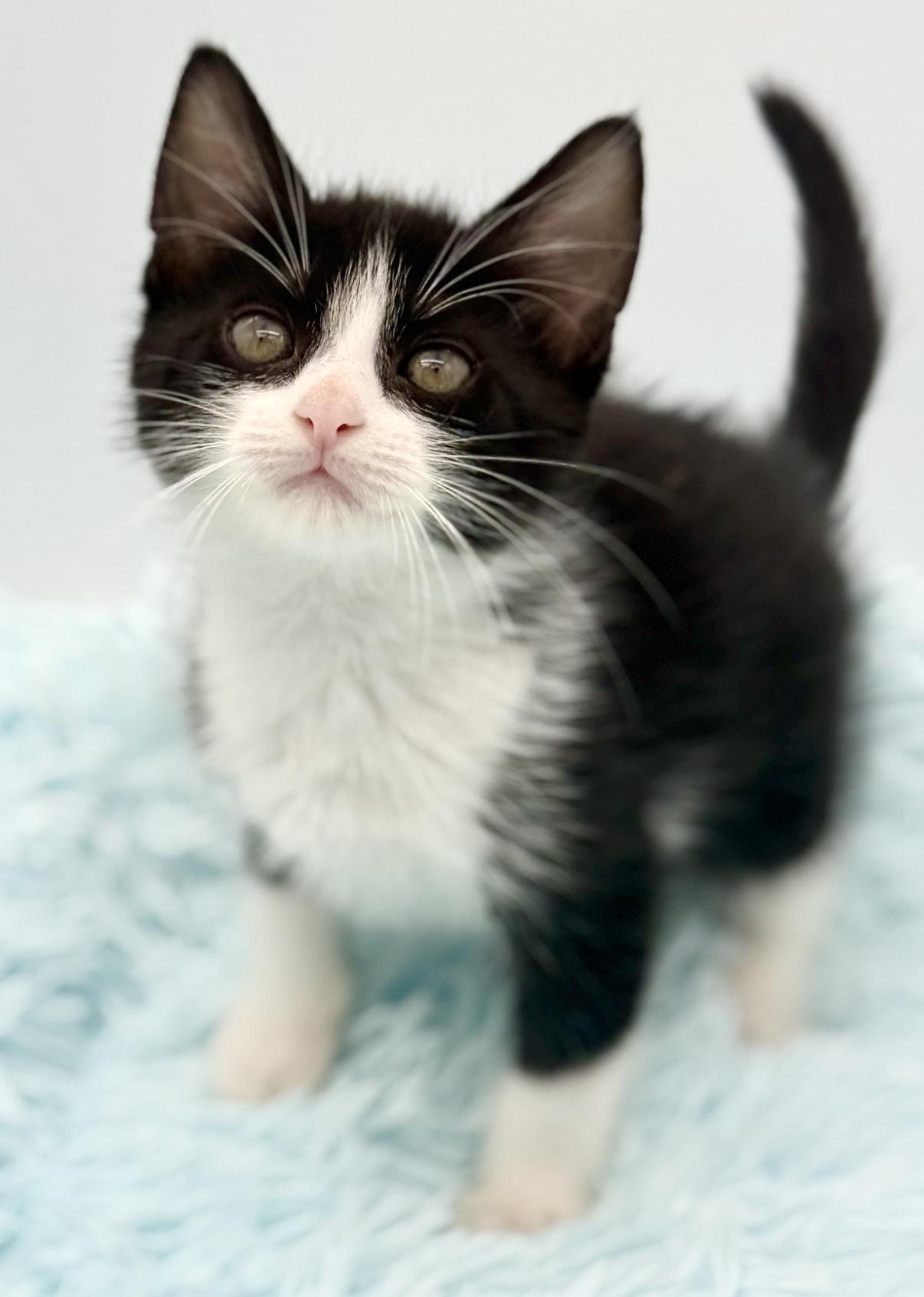 Shake Weight, a Adoptable Tuxedo in Covington, LA image 1/6