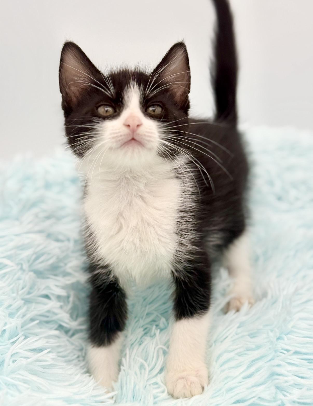 Shake Weight, a Adoptable Tuxedo in Covington, LA image 6/6