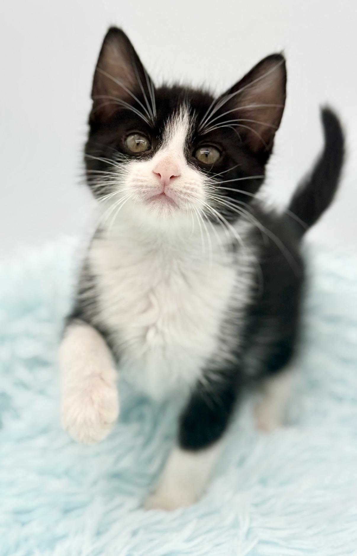 Shake Weight, a Adoptable Tuxedo in Covington, LA image 2/6