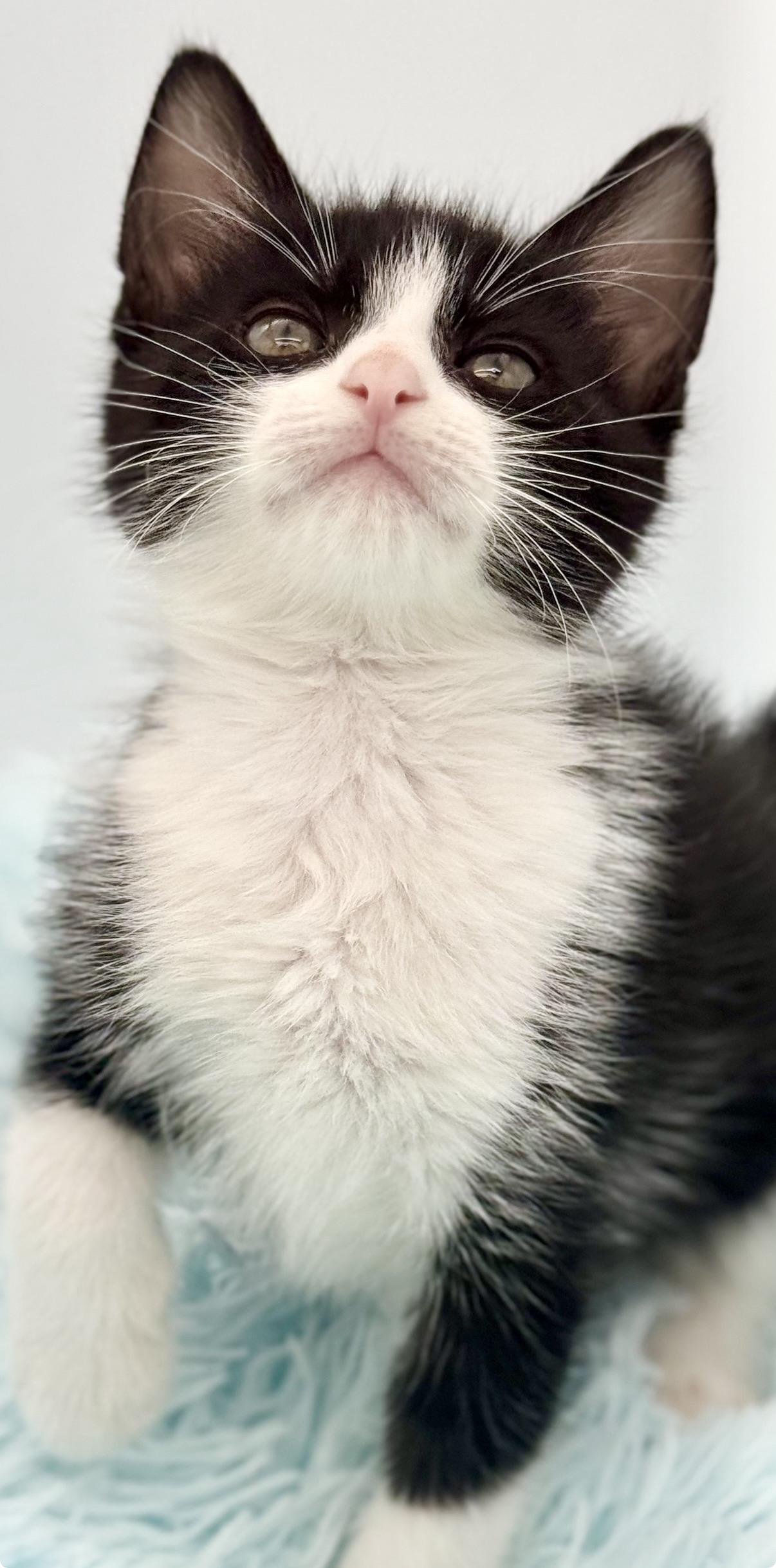 Shake Weight, a Adoptable Tuxedo in Covington, LA image 3/6