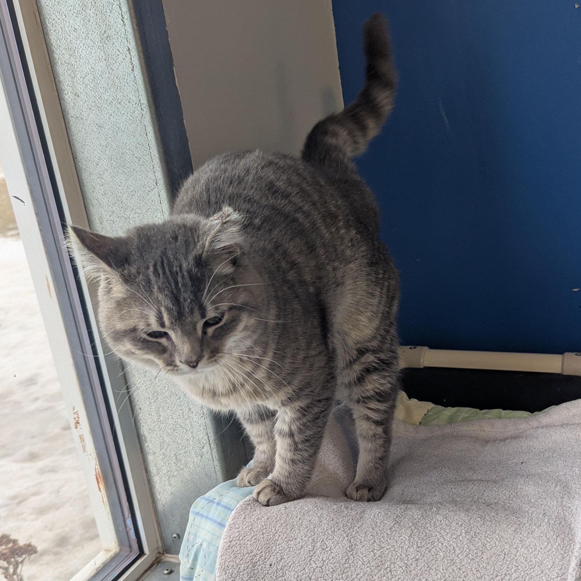 Enlarge Fat Cat, a ADOPTABLE Domestic Short Hair in Morden, MB image 3/4