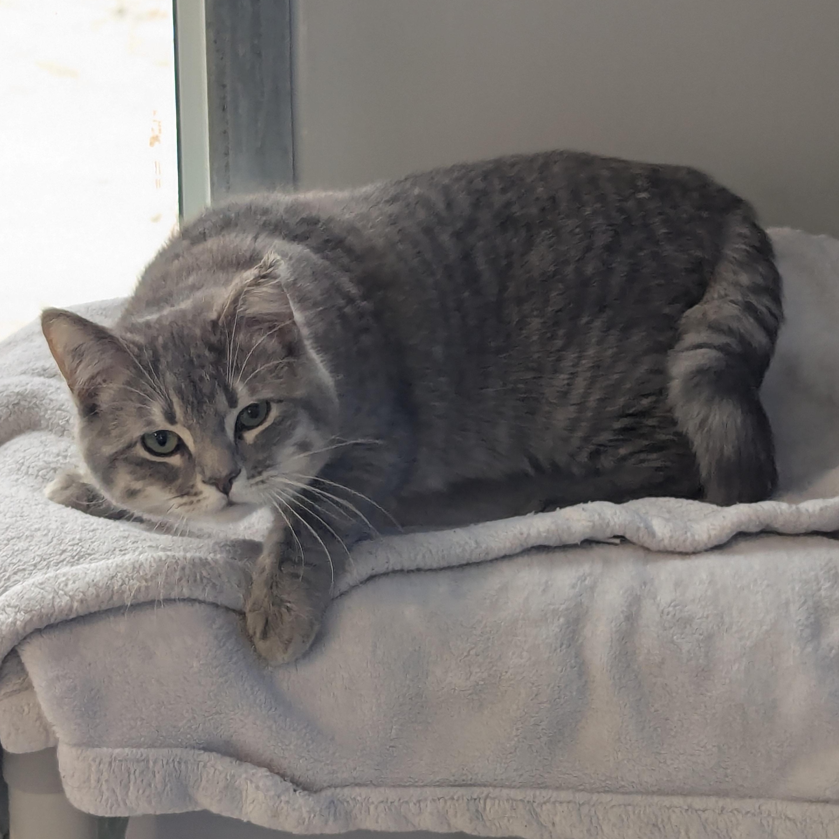 Enlarge Fat Cat, a ADOPTABLE Domestic Short Hair in Morden, MB image 4/4