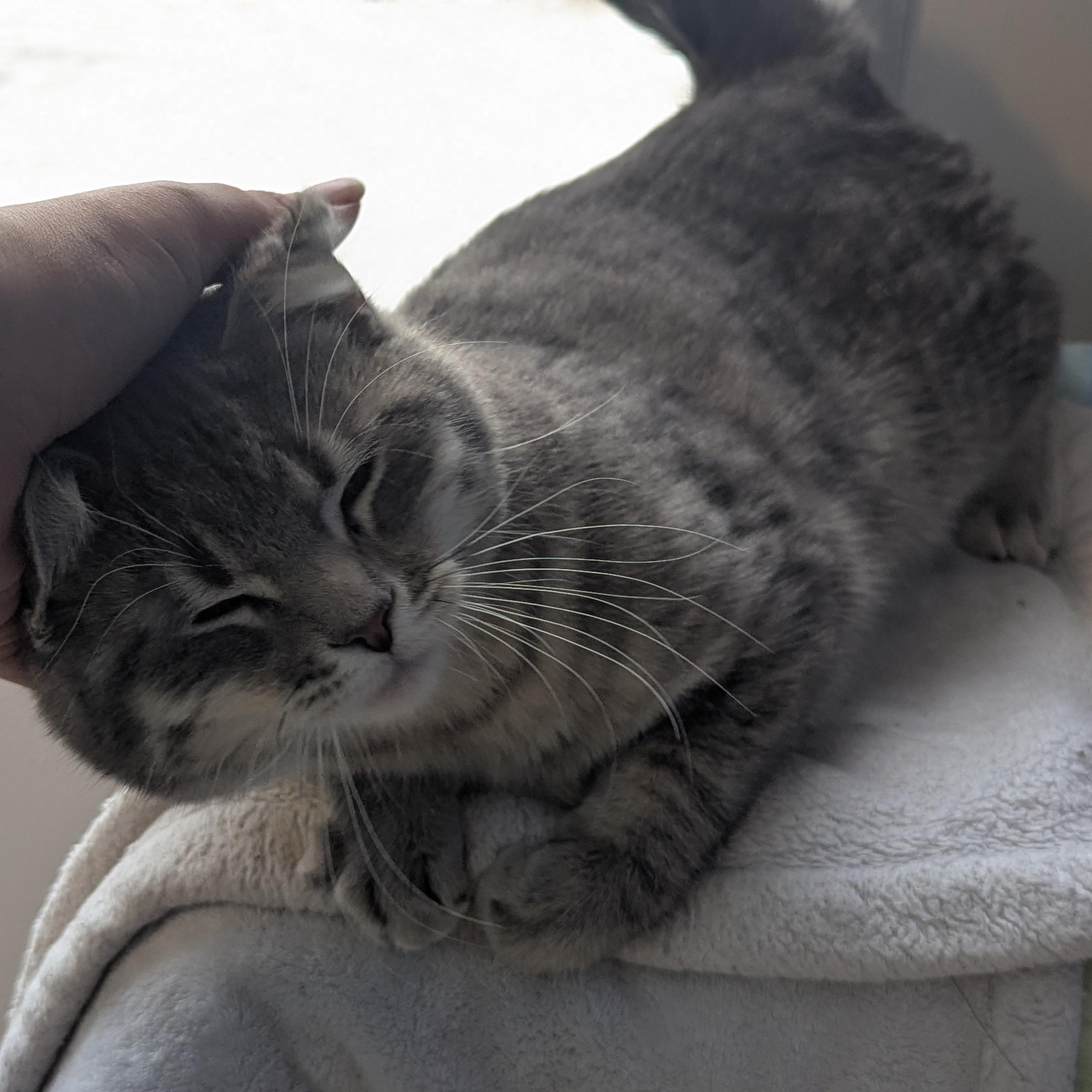 Enlarge Fat Cat, a ADOPTABLE Domestic Short Hair in Morden, MB image 1/4