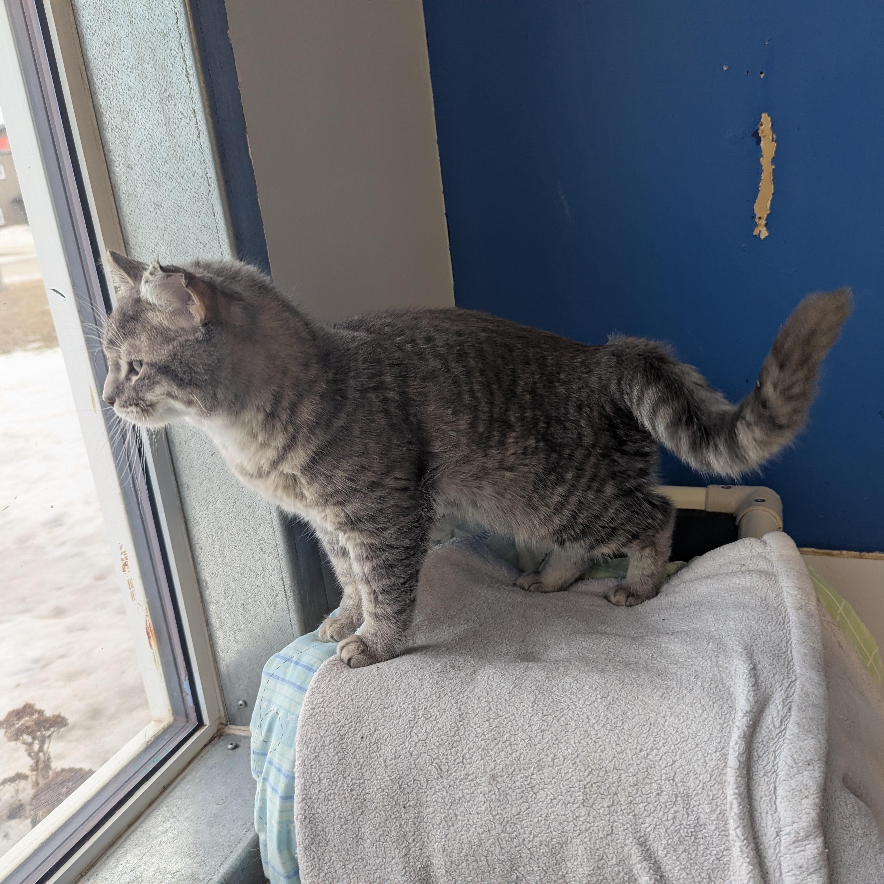 Enlarge Fat Cat, a ADOPTABLE Domestic Short Hair in Morden, MB image 2/4