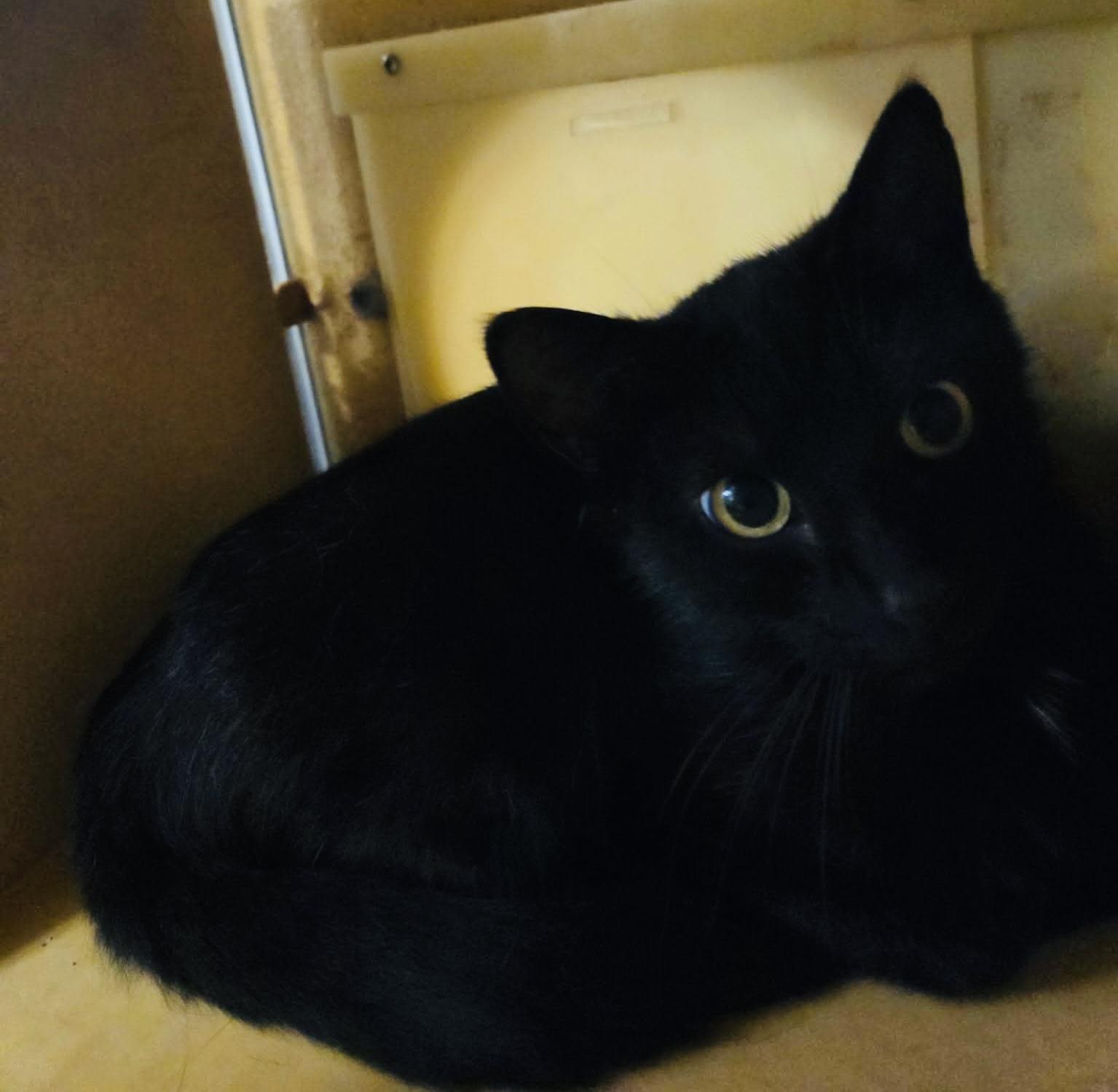 Tootsie, Adopted, Young Female Domestic Short Hair.