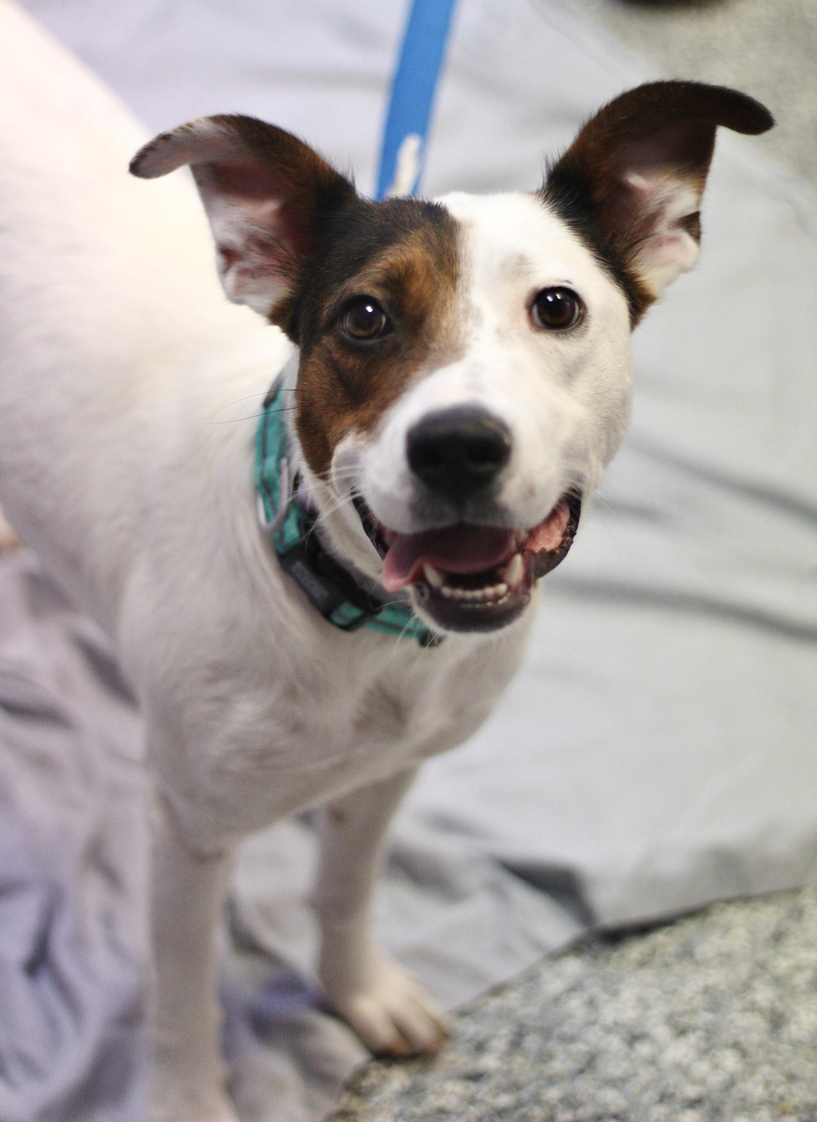 Muse in NH! Come Meet our Adoptable Dogs Wednesday-Saturday. More info in Bio!