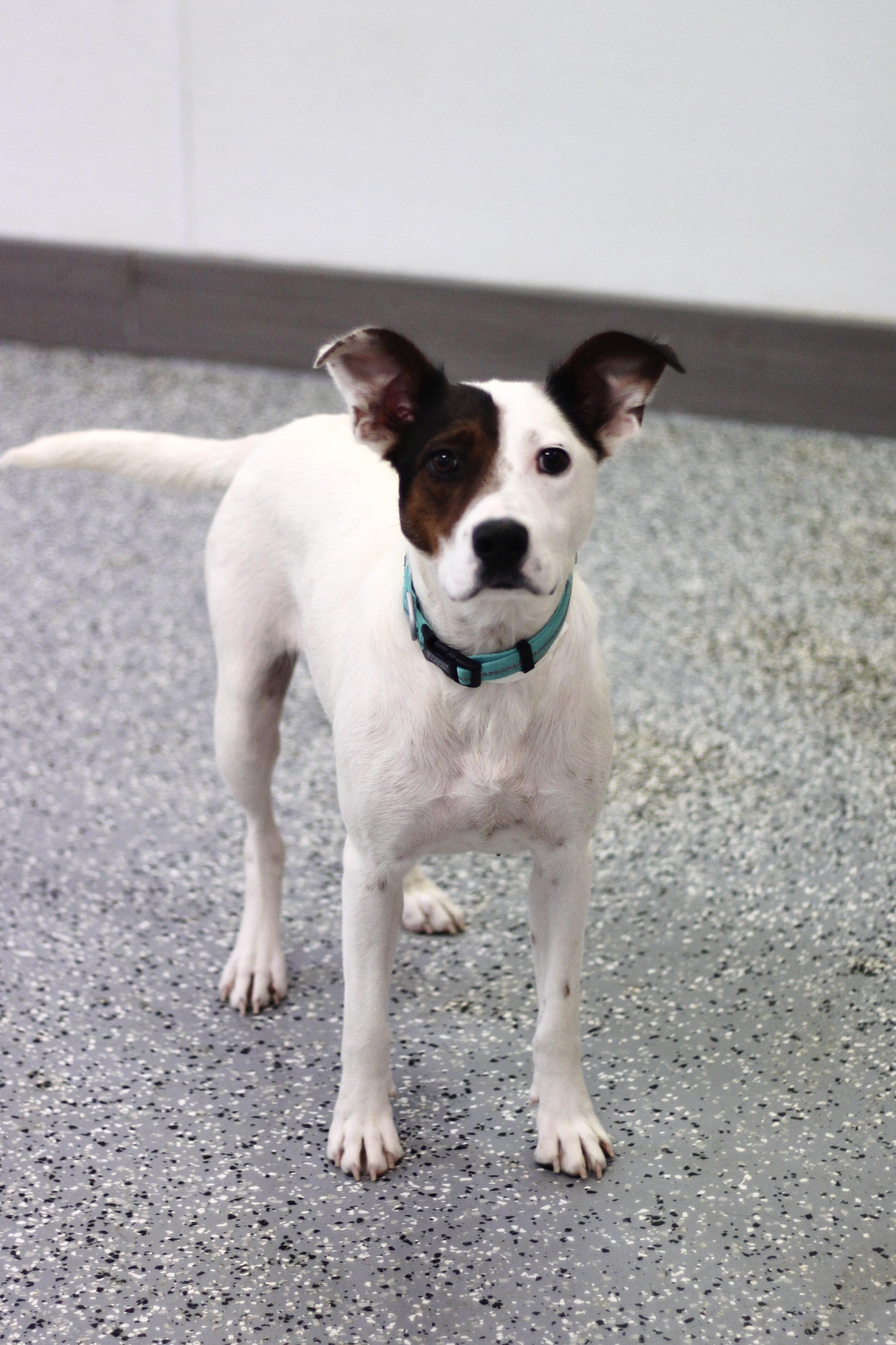 Muse in NH! Come Meet our Adoptable Dogs Wednesday-Saturday. More info in Bio!