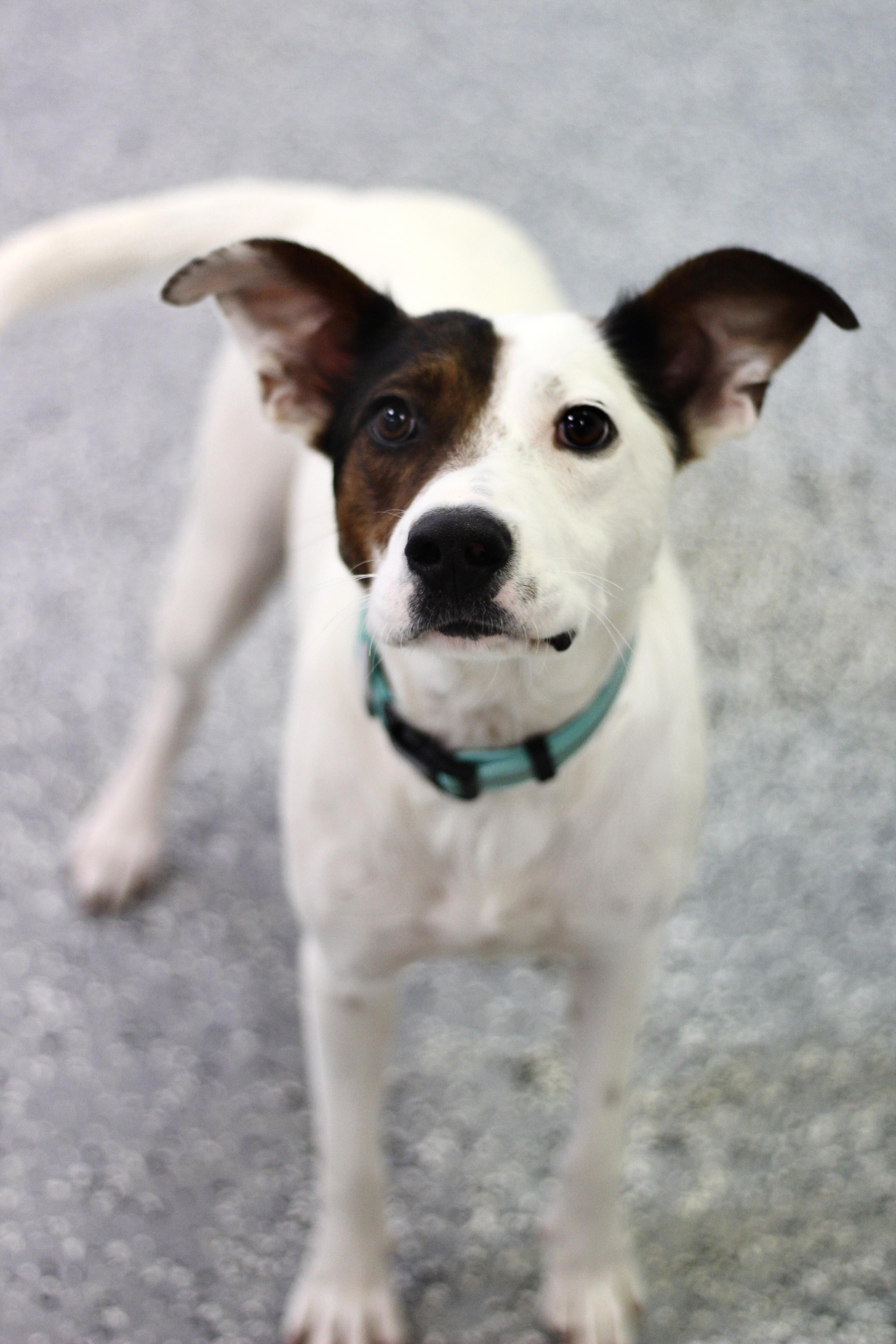 Muse in NH! Come Meet our Adoptable Dogs Wednesday-Saturday. More info in Bio!
