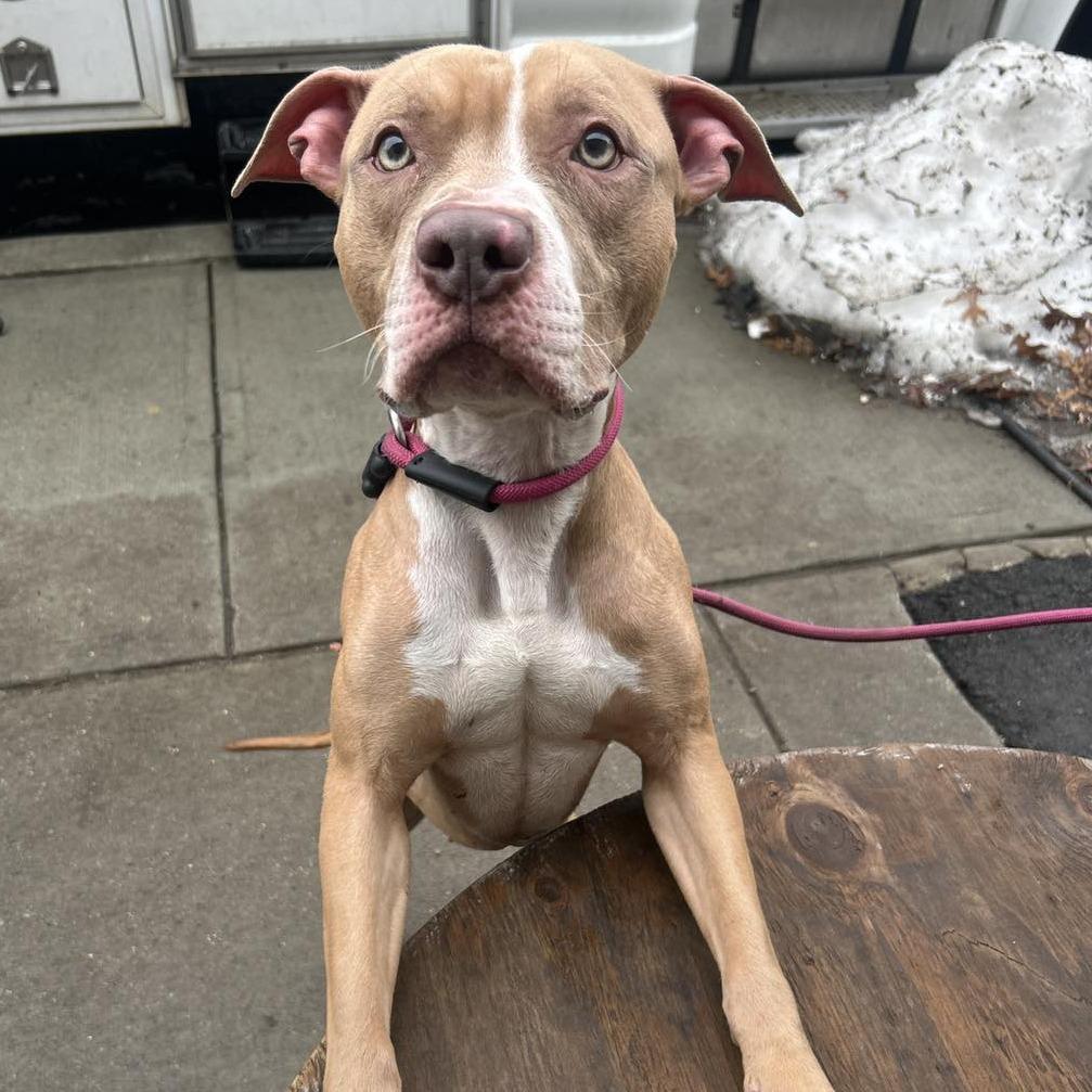 Tyson, a Adoptable Pit Bull Terrier in Newark, NJ image 1/3