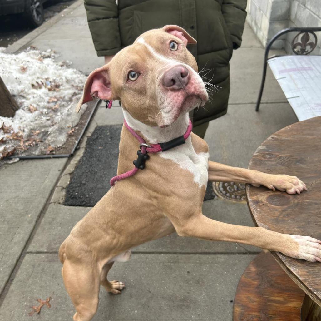 Tyson, a Adoptable Pit Bull Terrier in Newark, NJ image 2/3