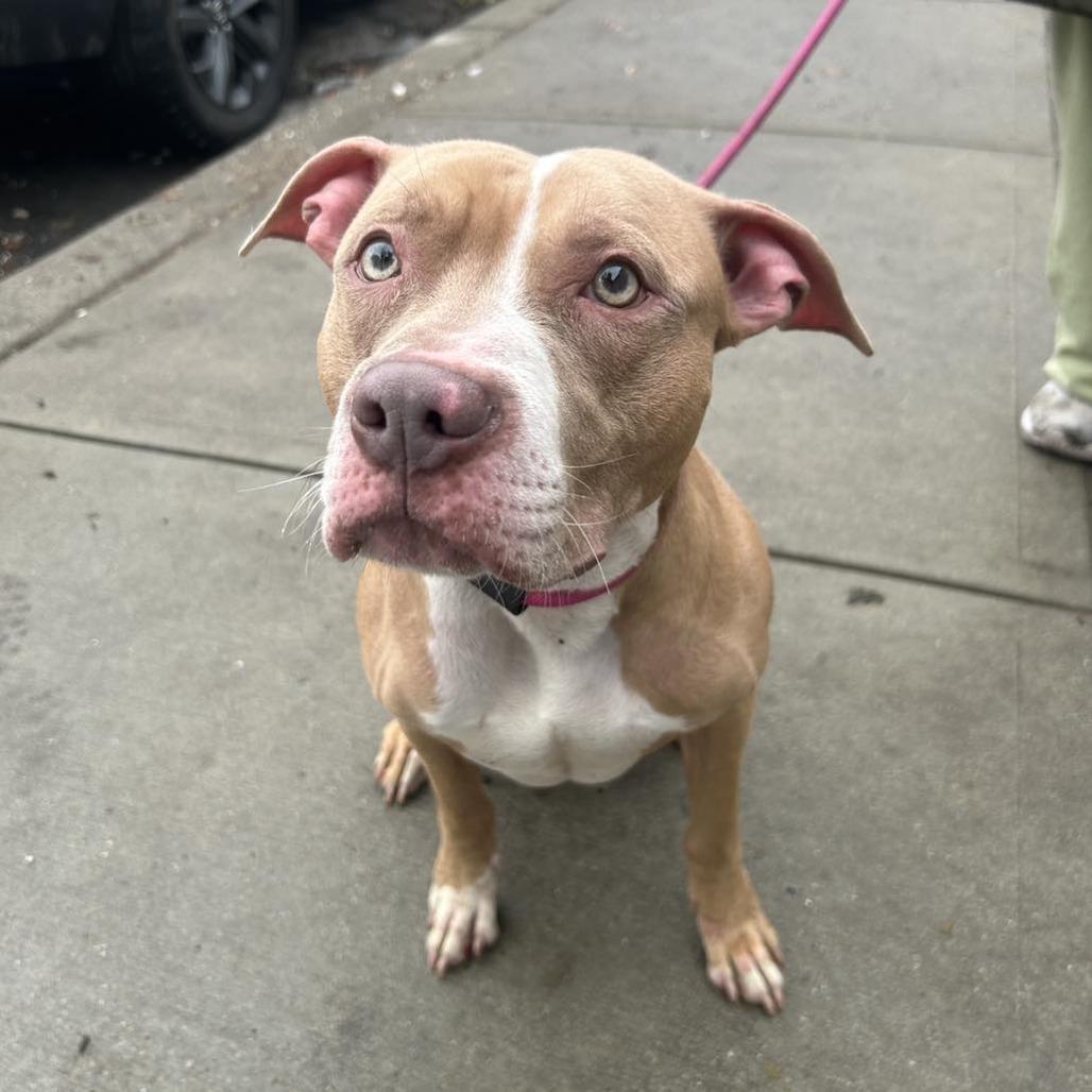 Tyson, a Adoptable Pit Bull Terrier in Newark, NJ image 3/3