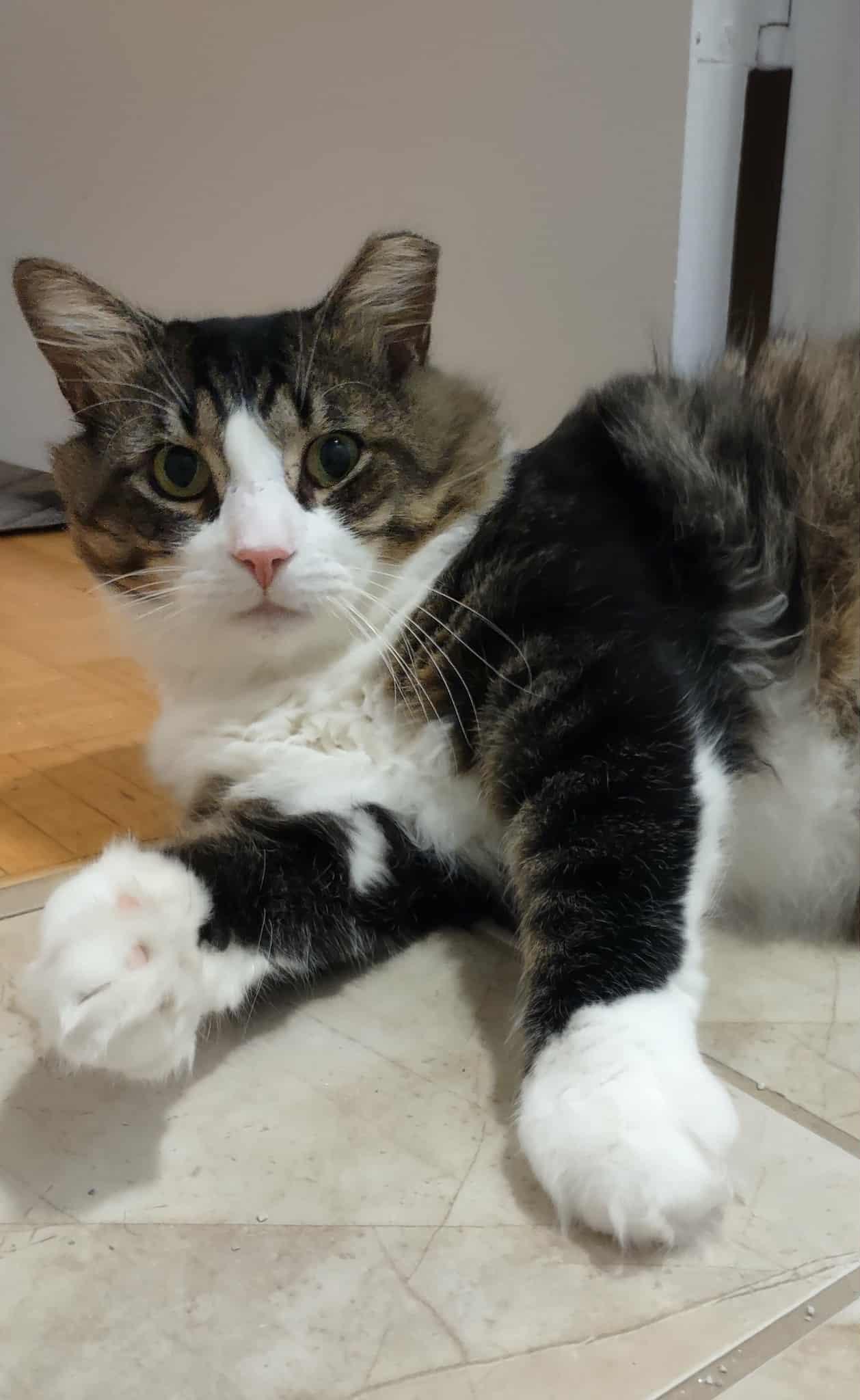 Enlarge River, a ADOPTABLE Domestic Long Hair in Shakespeare, ON image 2/5