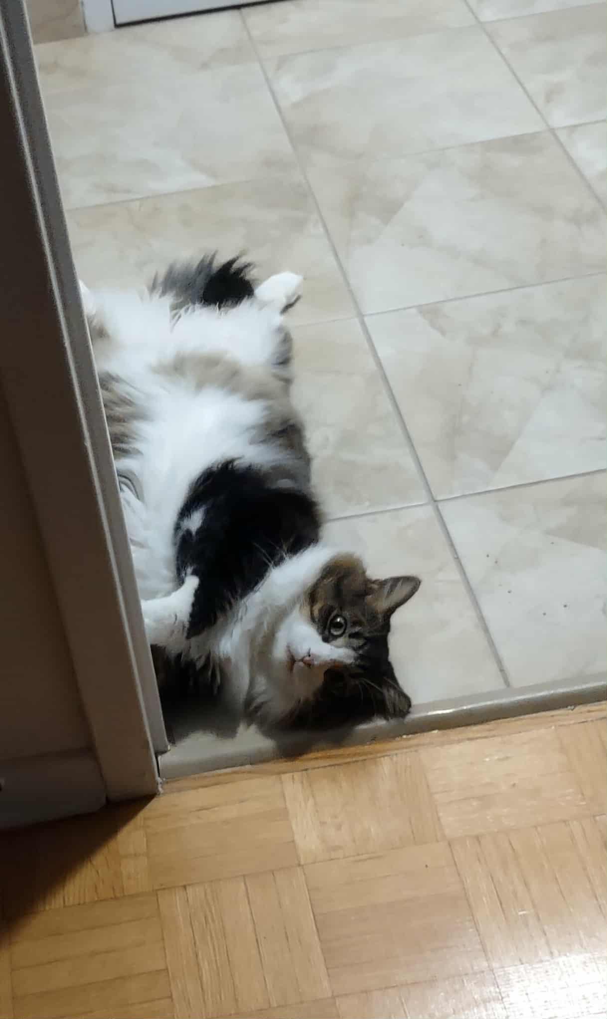 Enlarge River, a ADOPTABLE Domestic Long Hair in Shakespeare, ON image 5/5