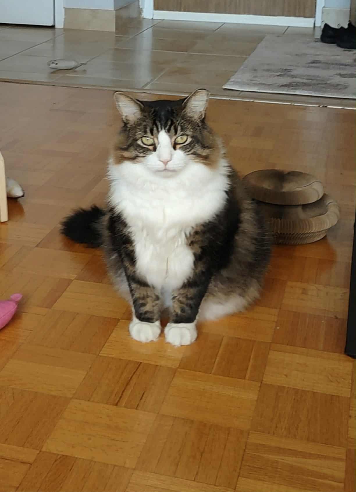 Enlarge River, a ADOPTABLE Domestic Long Hair in Shakespeare, ON image 1/5