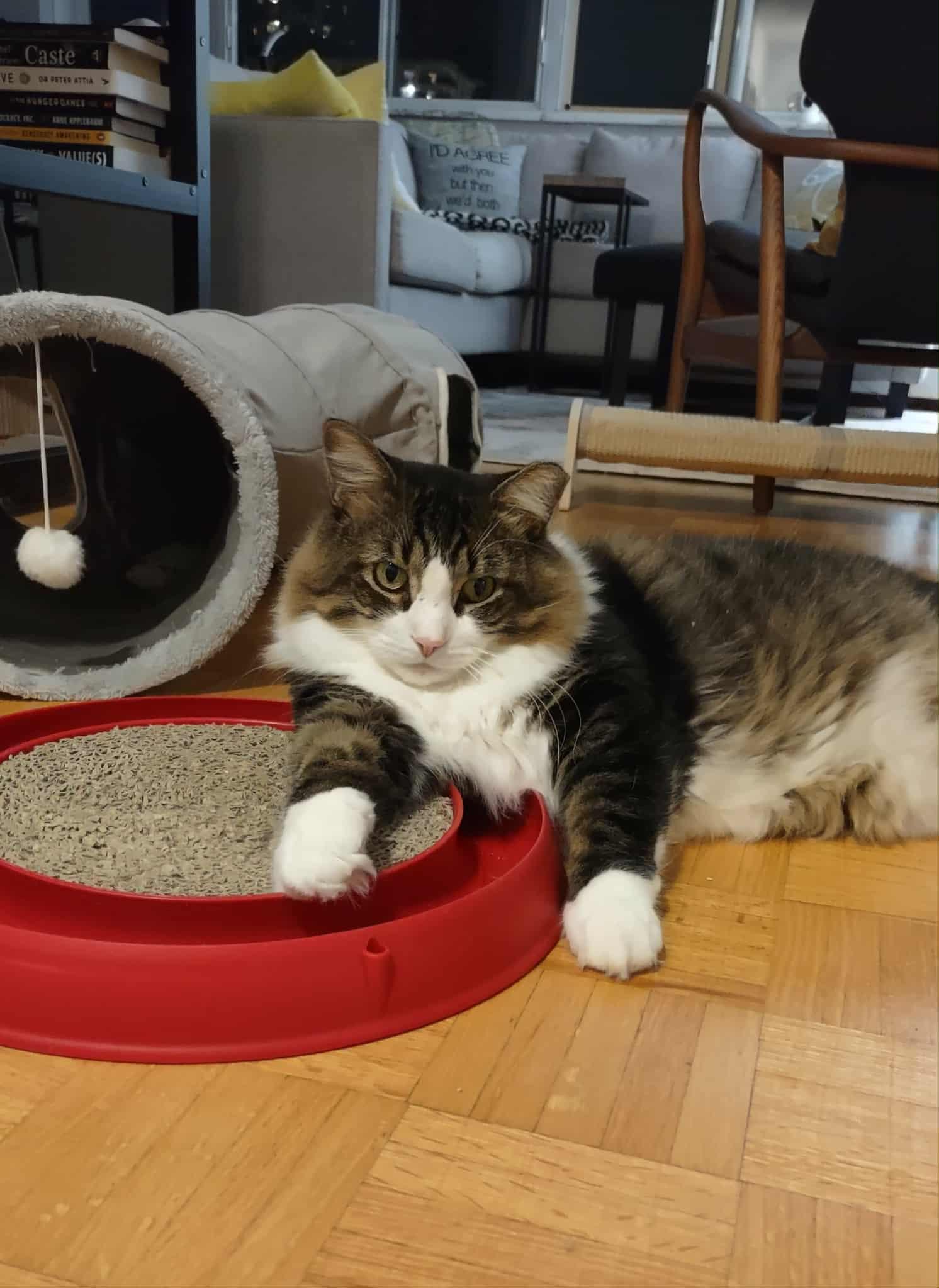 Enlarge River, a ADOPTABLE Domestic Long Hair in Shakespeare, ON image 4/5