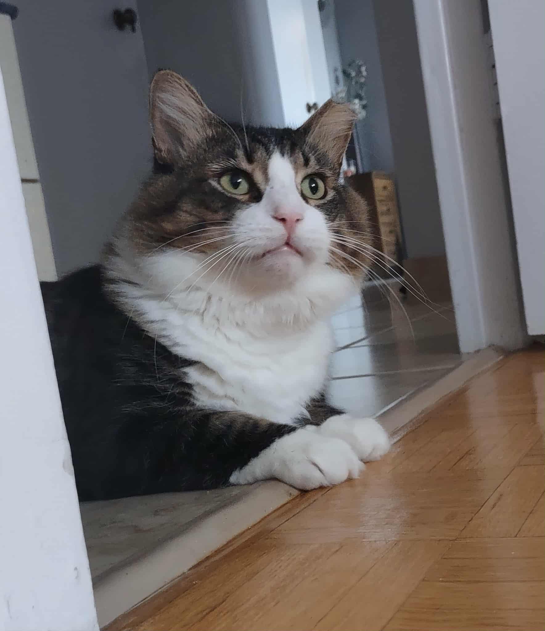 Enlarge River, a ADOPTABLE Domestic Long Hair in Shakespeare, ON image 3/5