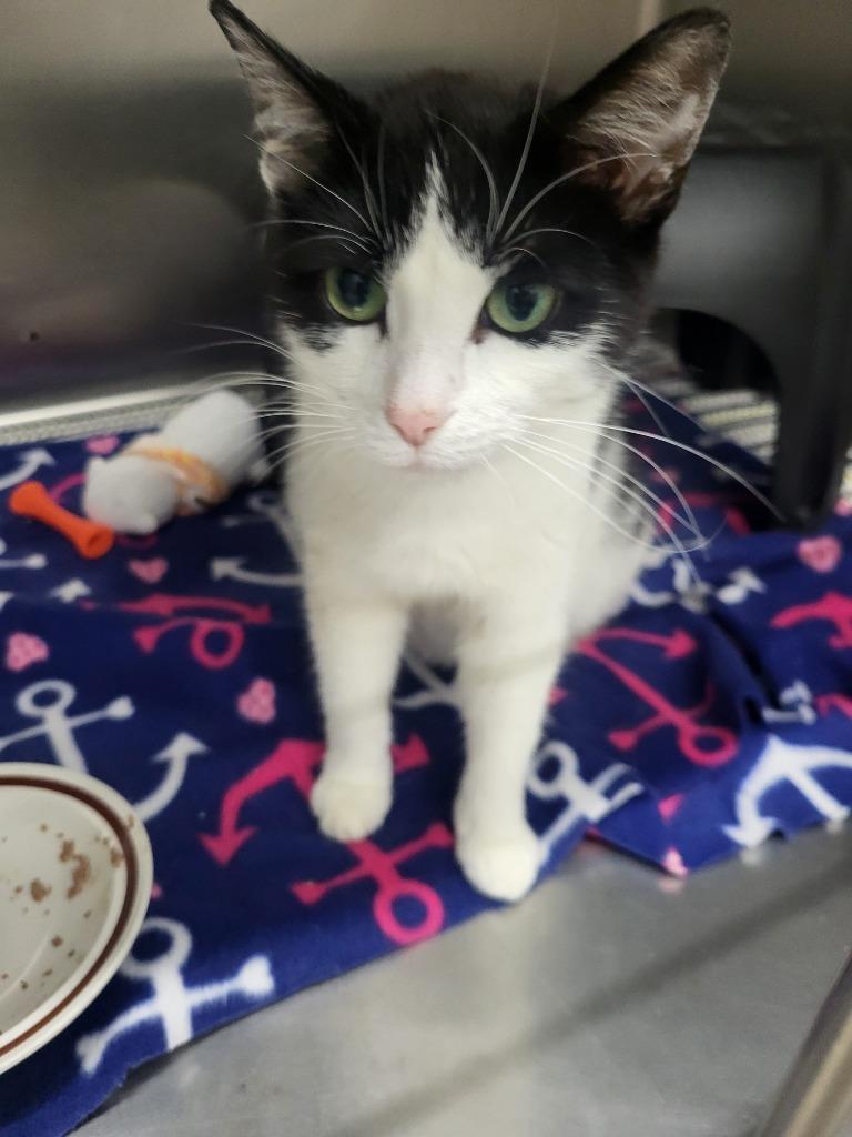 Magpie, Adoptable, Young Female Domestic Short Hair.