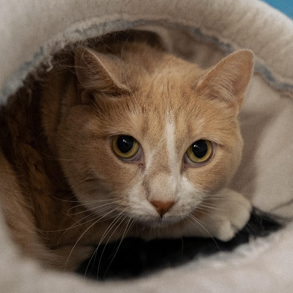 Enlarge Paisley, a Adoptable mixed breed in Cheyenne, WY image 1/3